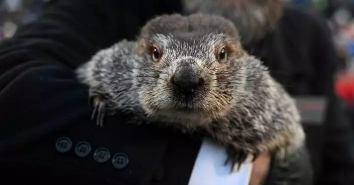 Groundhog Day puts Punxsutawney Phil's forecast about winter's length in the spotlight