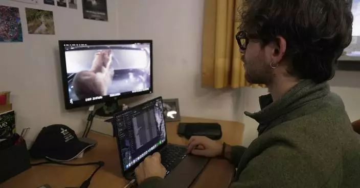 In real life, the Olympic mascot is a weasel-like animal at risk because of climate change