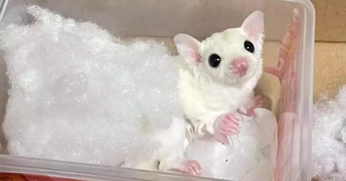 Customs Seizes Illegal Animal Imports at Hong Kong Border, Arrests 17-Year-Old Passenger