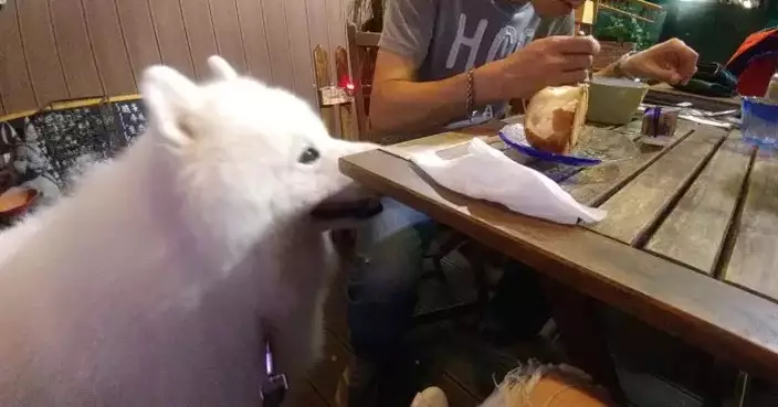 The Catering Business: Cafés Most Welcome Dogs for Entry; Other Eateries are Still Taking a Wait-and-See Attitude