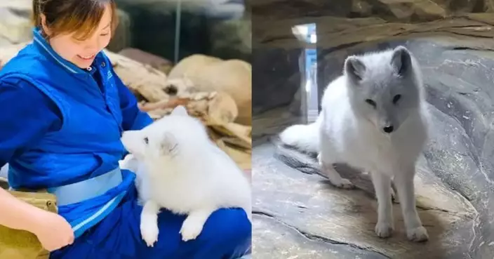 Hong Kong Ocean Park's last arctic fox, "Siu Go" died at the age of 11. Residents hoped it could rest in peace