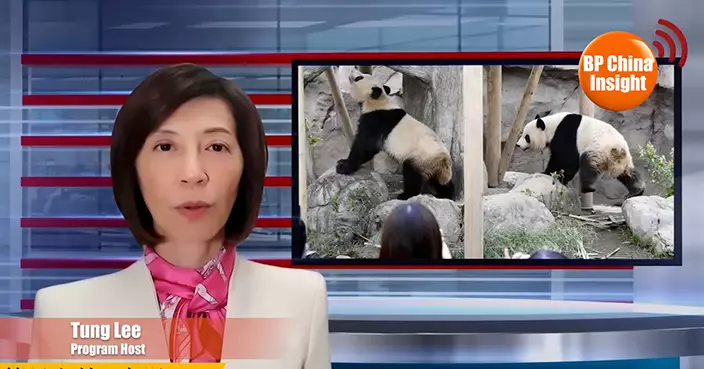 BP China Insight : Japan Has No Pandas Left—A Sign of Deep China-Japan Tensions