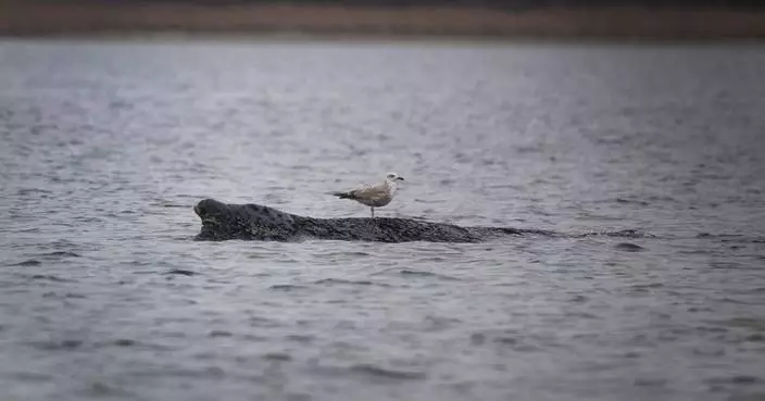 A stranded whale in Germany’s Baltic Sea weakens as hopes of its return to the Atlantic fade