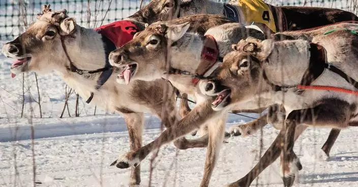Photos show Salla Porocup reindeer sprint racing event in Finland