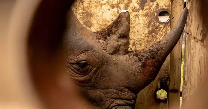 Photos of rhinos being reintroduced to a national park in Uganda