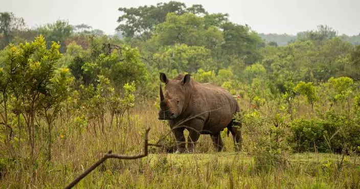 Uganda reintroduces rhinos into a protected area where they have been extinct since 1983