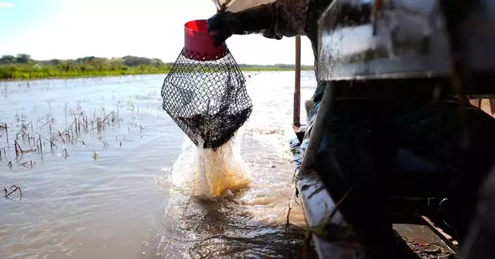 Photos shows the crawfish processing in Louisiana, an industry hit by a shortage of foreign workers