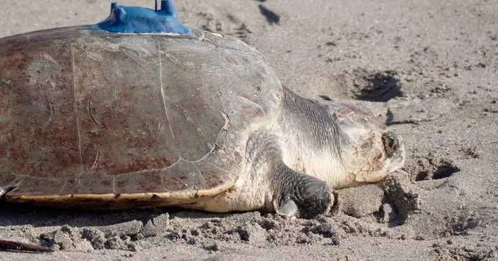 A 3-limbed Kemp’s ridley sea turtle is now being tracked at sea by satellite