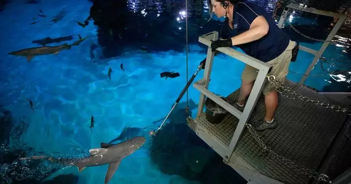 There are sharks in Las Vegas feasting on hundreds of pounds of fish every week