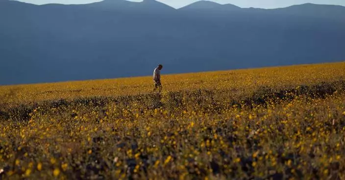 Wildflowers are blooming in the driest place in North America — but not for long
