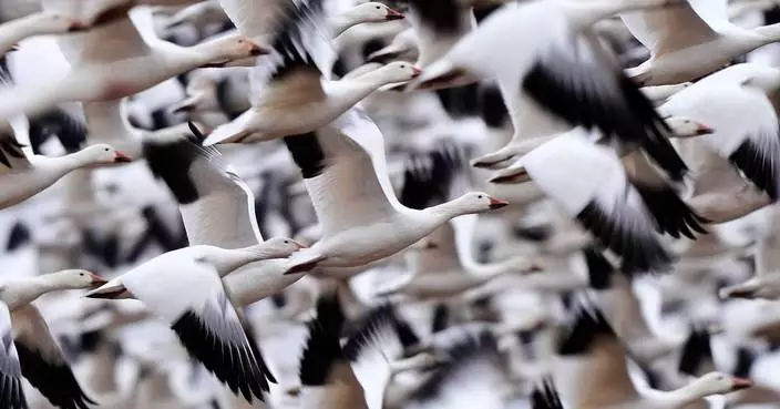 Snow geese take off for the Arctic in mesmerizing sunrise display