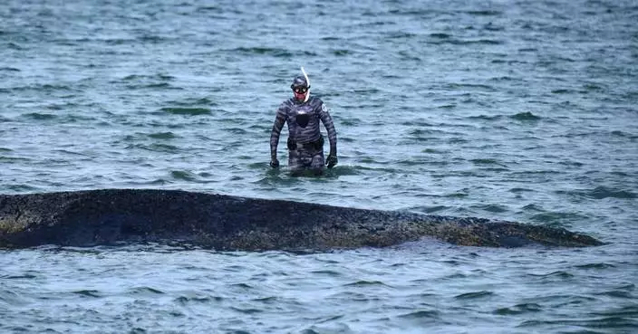 A whale stranded at a Baltic Sea resort has swum off a sandbank. But it isn't safe yet