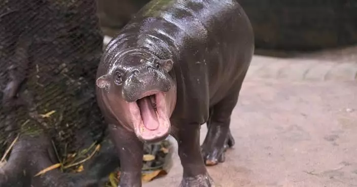 Man arrested after climbing into pygmy hippo Moo Deng’s enclosure at Thai zoo