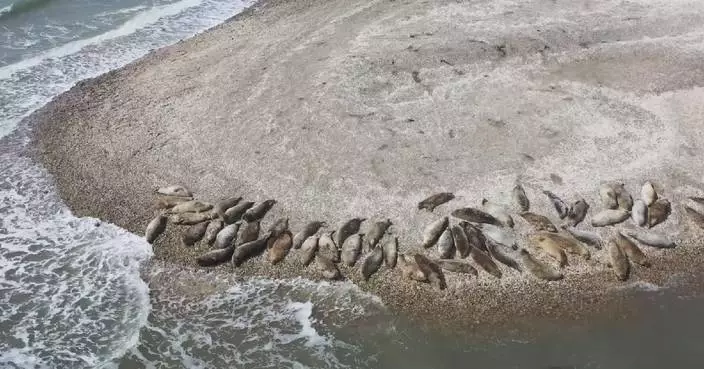 Patrols intensified in northeast China's Liaodong Bay to protect spotted seals during breeding season
