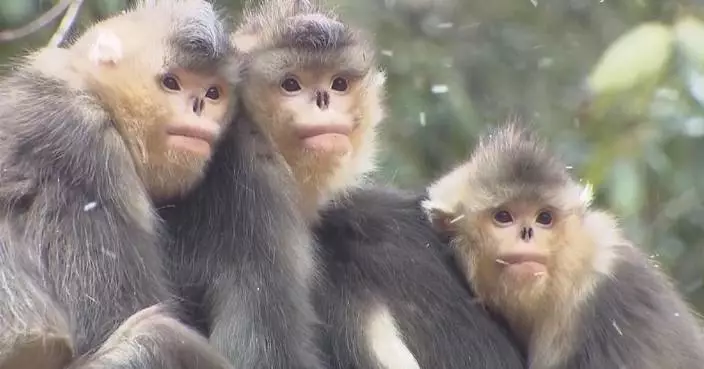 China achieves remarkable success in wildlife protection