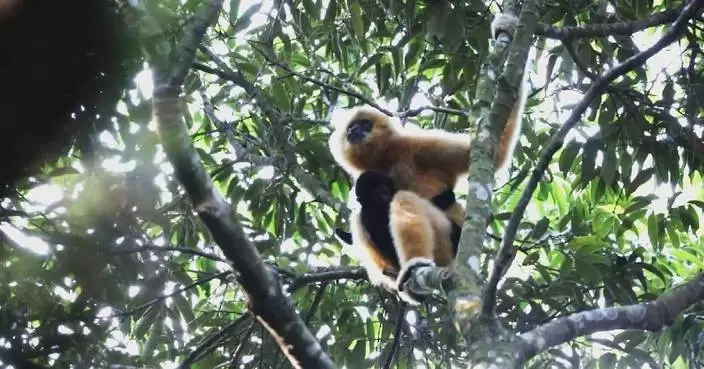 Hainan gibbon population rebounds to 42 with robust scientific, legal support