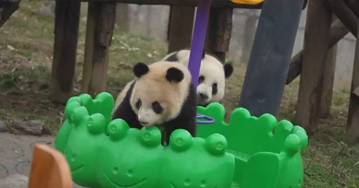 Two pairs of panda twins make public debut in Xi’an