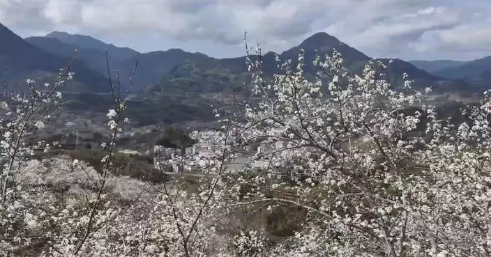 Pear blossoms draw tourists to Fujian village, boosting local economy