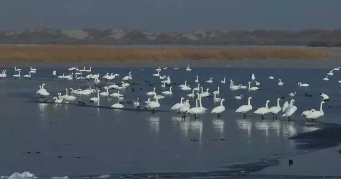 Waterbirds gather along Xinjiang’s Tarim River as ice melts