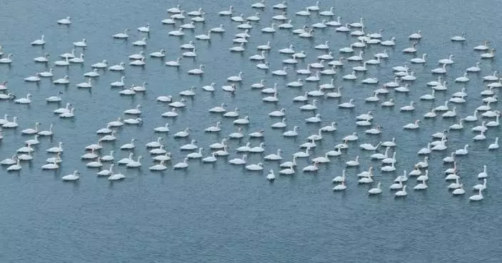 Hundreds of swans flock to Shanxi lake as weather warms up