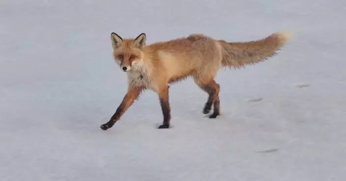 Rare red foxes spotted in snow-capped Xinjiang park
