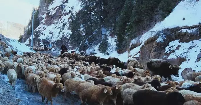 Xinjiang herders moving livestock to spring pastures for lambing