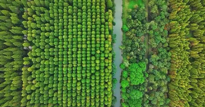 China’s AI-powered “digital forest” boosts greening efforts as country marks tree planting day