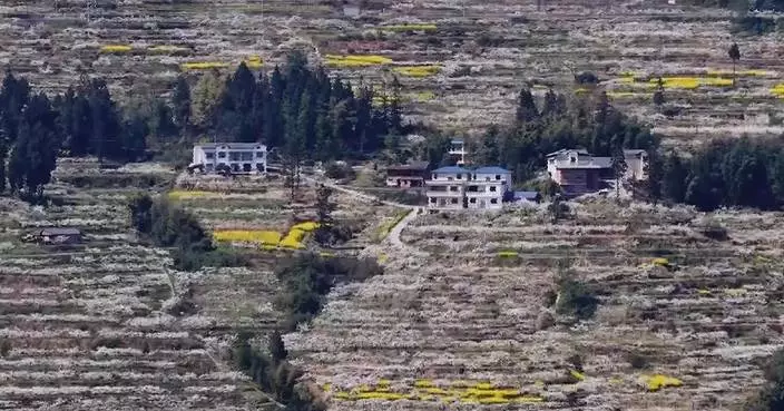 Spring flowers inject vitality into rural tourism across China