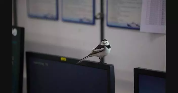 Chinese expedition team rescues exhausted migratory birds in Indian Ocean