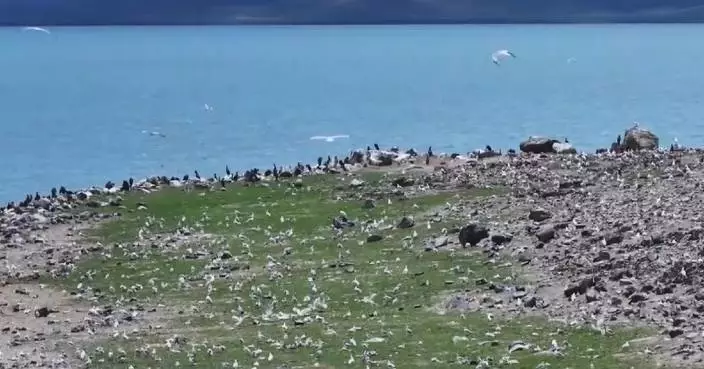 China to intensify tech-driven ecological protection, expand national parks in 2026-2030: expert