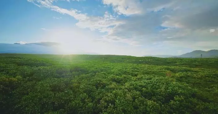 China to further raise forest coverage and stock volume by 2030