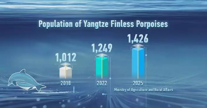 Yangtze finless porpoises make comeback amid stronger conservation efforts