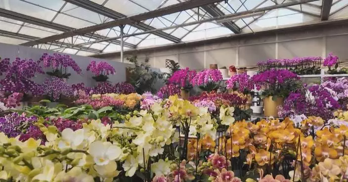 Beijing’s flower market blooms as spring arrives