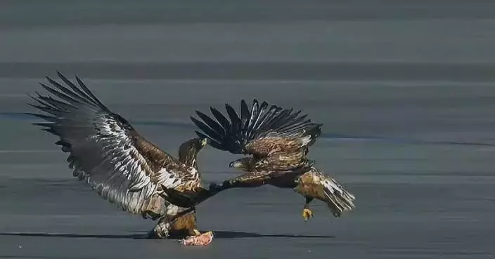 Birds of prey return to Beijing as ecology improves, thrilling birders