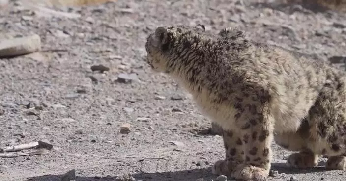 Over 200 snow leopards recorded in Xinjiang reserve after year-long survey
