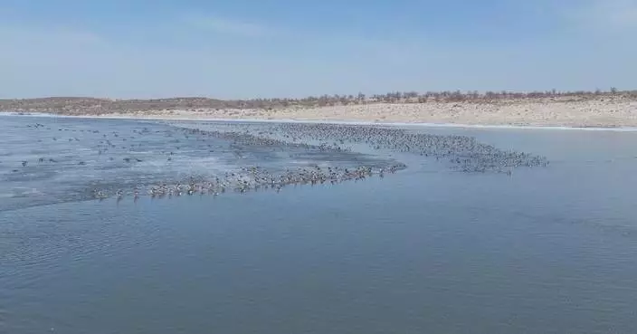 Thousands of migratory birds arrive at Inner Mongolia lake during spring thaw