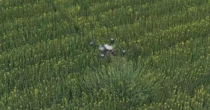 Click-to-fly drone services make farming easier, more efficient in China’s Hubei Province