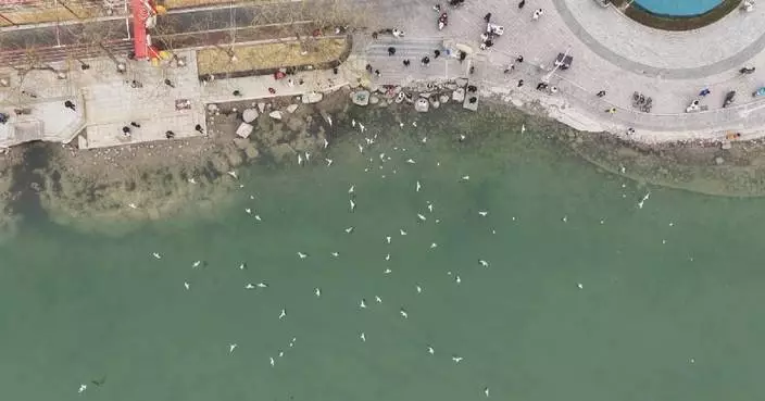 Returned migrant birds draw tourists in Ningxia