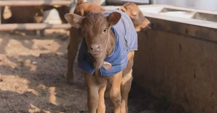 Green agricultural cycle boosts crop yields, livelihoods in Beijing village