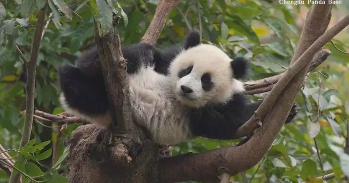 Adorable panda cub enjoys leisurely outdoor time at Chengdu base
