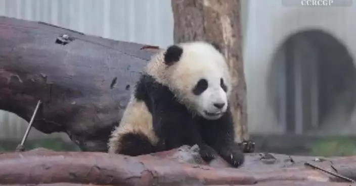 Panda cub enjoys bowl of milk, afternoon snooze at conservation base