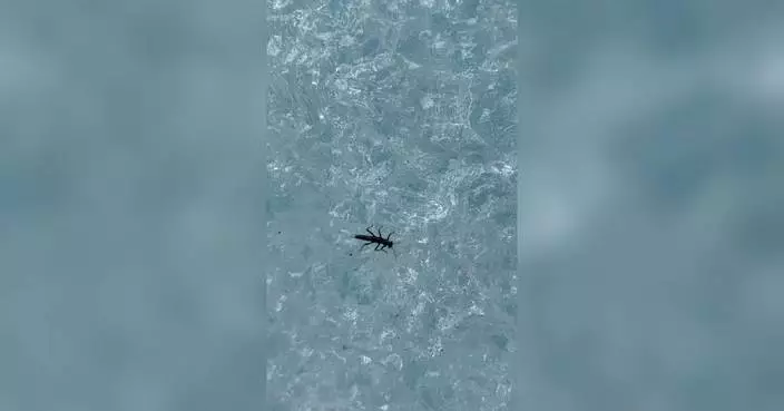 Melting glaciers put rare Patagonian glacier insect at risk