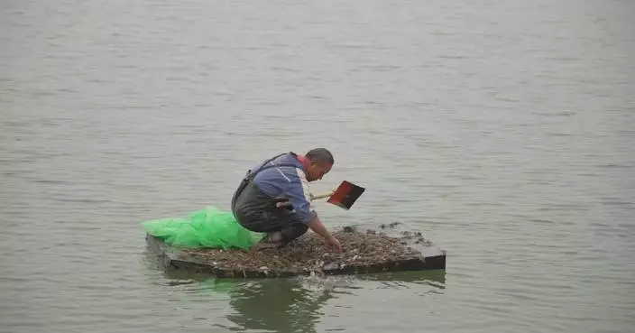900,000 juvenile mitten crabs released at Xinjiang breeding base