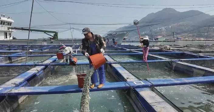 Fujian to release over 800 mln large yellow croaker fries in Sandu’ao waters