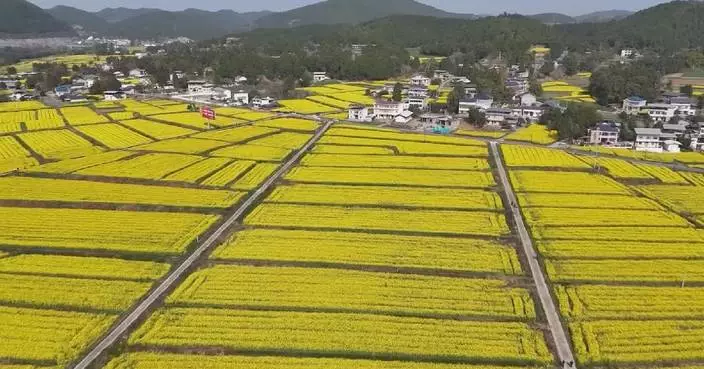 Rapeseed blooms attract visitors in Sichuan Province