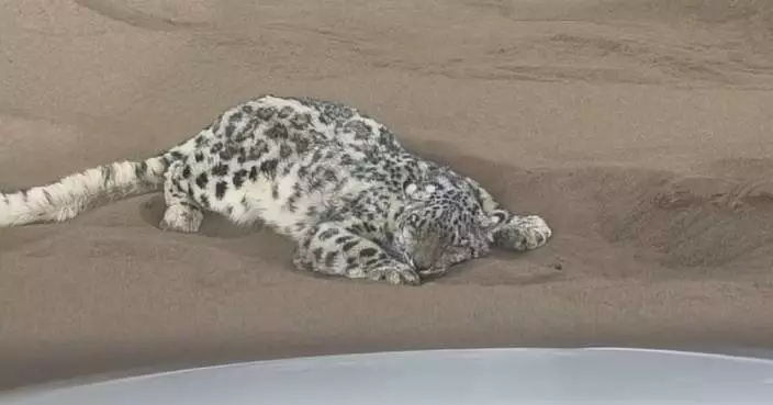 Joint efforts rescue snow leopard trapped in Xinjiang desert