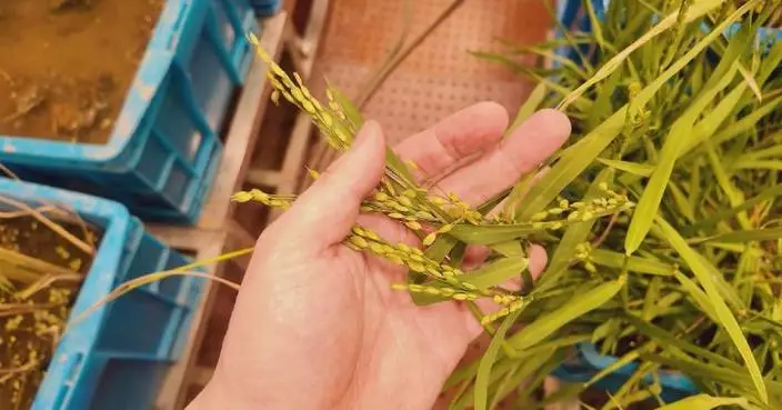 Chinese scientists unlock “longevity genes” in wild rice, paving way for perennial crops