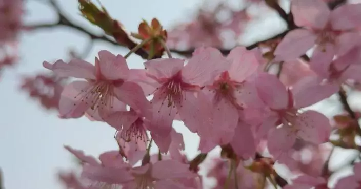 Cherry blossoms attract large number of spring visitors to central China’s Henan