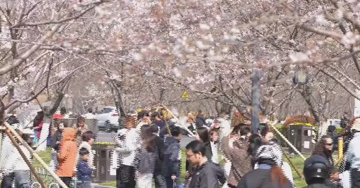 Blossoming cherry trees draw tourists from far and wide to east China city