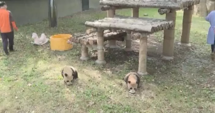 Twin panda cubs at Shanghai zoo officially begin outdoor adventures